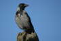 Aaskrähe (Corvus corone)