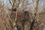 Seeadler (Haliaeetus albicilla)