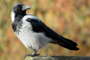 Nebelkrähe (Corvus corone)